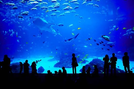 Acquario di Dubai al Dubai Mall