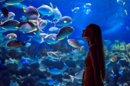 Acquario e Zoo sottomarino Dubai Mall