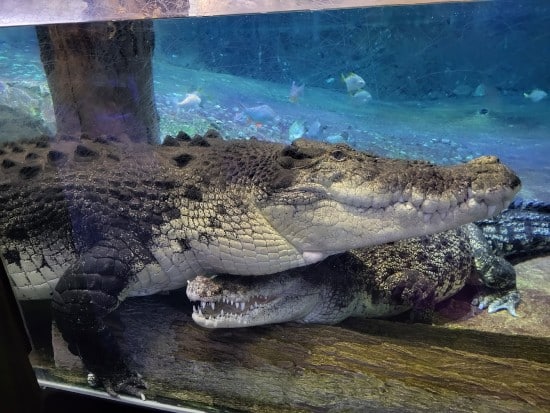 Coccodrilli all'Underwater Zoo, Dubai