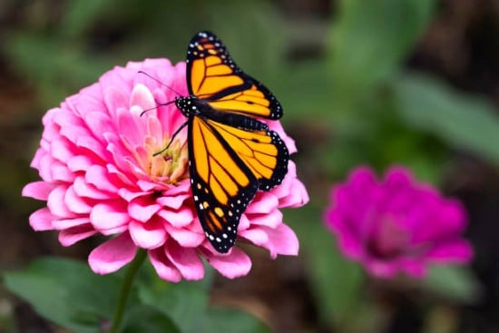 Dubai Butterfly Garden