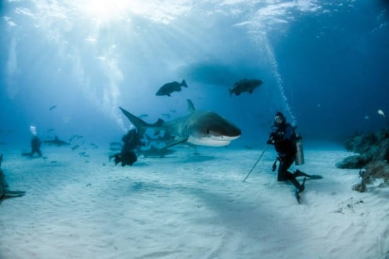 Immersione con gli squali all'acquario del Dubai Mall