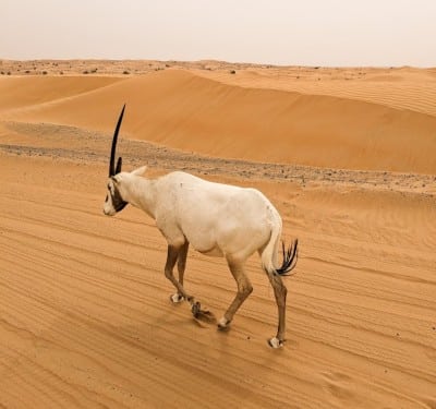 Orice nel deserto di Dubai
