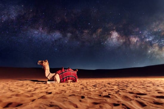 Safari notturno
