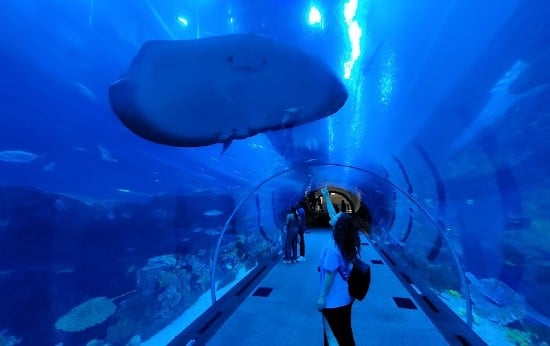 Tunnel dell'acquario di Dubai